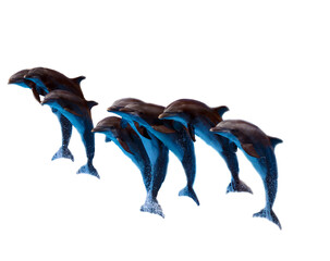 Dolphins at the water park of Tenerife