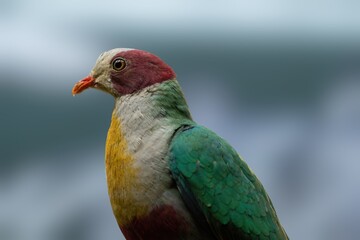 Yellow breasted fruit dove
