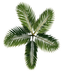 Top view of Plant (Generic Palm tree) Tree png