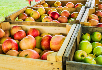 fresh picked apples stored in wooden boxes for transport from the orchard
