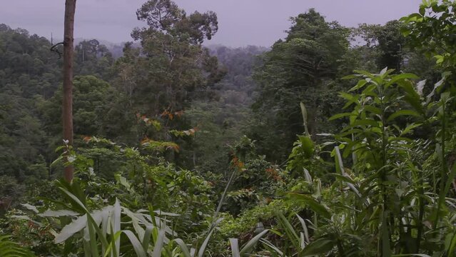 Tabin Wildlife Reserve rainforest slider