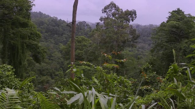 Tabin Wildlife Reserve Malaysia Borneo