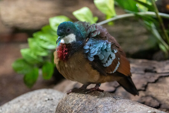 Mindanao Bleeding Heart