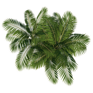 Top view of Plant (Generic Palm tree 2) Tree png