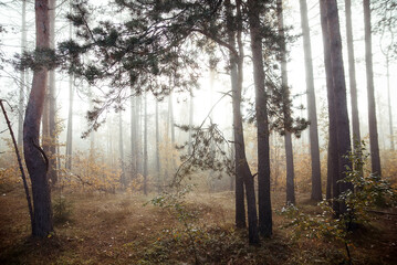 Fog in  morning in  autumn forest.