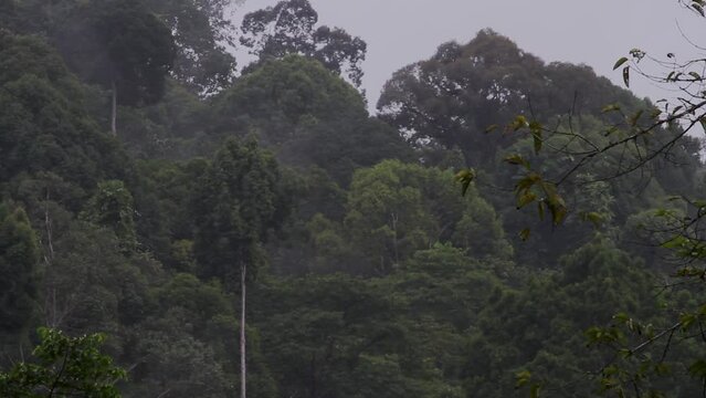 Tabin Wildlife Reserve rainforest Malaysia