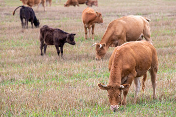 Cows grazing in the pasture. Cattle in the field on an autumn day.