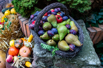 A wicker fruit basket set on a stone. Fruit from the home garden.