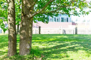 Close-up of the trunk of a live oak (Quercus) in Baakenpark in Hamburg. The oak grows in a green meadow on the artificial island and invites to rest in your shade.