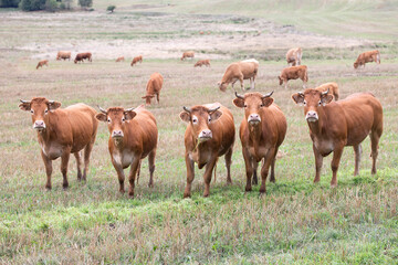 Cows grazing in the pasture. Cattle in the field on an autumn day.