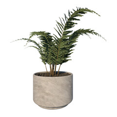Front view of Plant (helecho Filicopsida pot with fern ) Tree png
