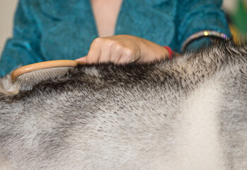 Woman vigorously brushing her dogs hair against the grain