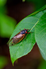 Cicada on Leaf