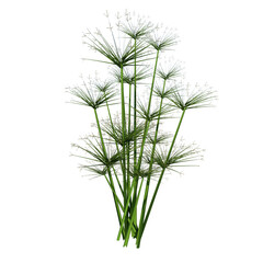 Front view of Plant (miniature papyrus Cyperus prolifer ) Tree png