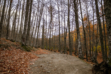 Autumn chestnut forest trail in Madrid