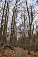 Autumn chestnut forest trail in Madrid