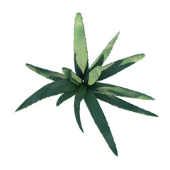 Top view of Plant (Aloe Vera) Tree png