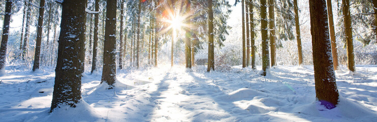 Winter landscape with forest and sun shines through snow covered trees.