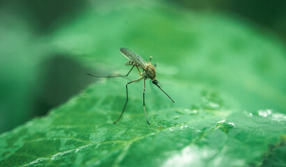 A mosquito sits on a green leaf and drinks water.Macrophotography of a mosquito in its natural habitat.Enlarged photo of a mosquito.Dangerous mosquito bites.Infection with malaria.A buzzing insect.