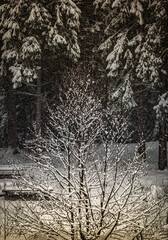 Winter nature in black and white landscape
