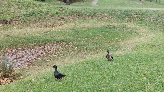 ducks on the grass