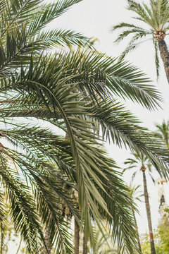 Valencia, Spain. Bottom View Of Sun Shine Through Tropical Green Vegetation And Palm Trees. Summer Sunny Day. Wide Angle. Summer vacation and nature travel adventure concept. Vintage tone filter