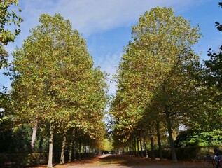 Obraz premium Baumallee im Hamburger Stadtpark im Herbst