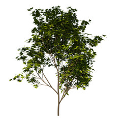 Front view tree (Young Arce Saccharum 3) png
