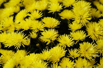 yellow dandelion flowers