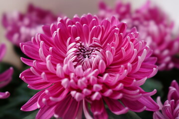 pink dahlia flower