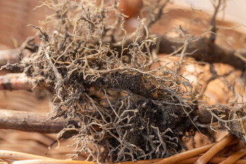 Valeriana roots close-up. Collection and harvesting of plant parts for use in traditional and alternative medicine as a sedative and tranquilizer. Ingredients for the preparation of herbal medicines.