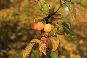 Malus Winter Gold. Close up on the fruits of ornamental apple tree in the autumn scenery