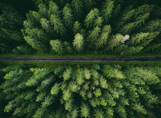 Wide angle aerial photo by drone (top view) of amazing green pine forest with curved road (way)....