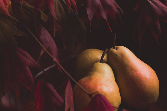 Three pears displayed in a wooden bowl with brilliantly colored autumn maple leaves
