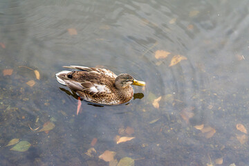 Wild duck on the lake. Wild duck swim in the lake.