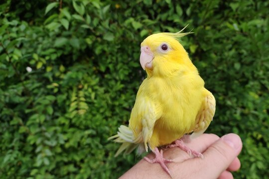 Parrot sitting on hand. Yellow bird. Yellow Nymphicus hollandicus - cockatiel.