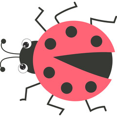 Insect. beautiful ladybug