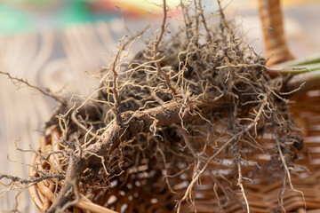 Valerian roots close-up. Collection and harvesting of plant parts for use in traditional and alternative medicine as a sedative and tranquilizer. Ingredients for the preparation of herbal medicines.