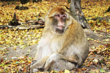 Singe - Macaque de Barbarie