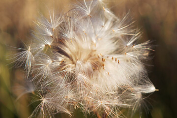 close up of fluffy thistle plant with seeds 
