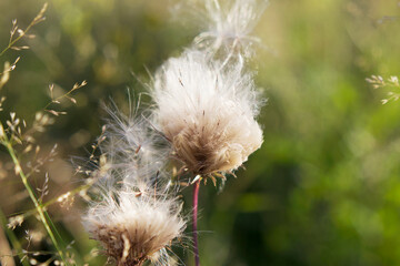 vertical image with fluffy thistle seeds in the countryside