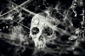 blooded skull vintage