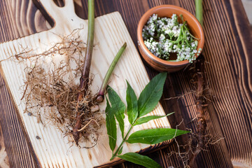 Valeriana roots, leaves and flowers. Collection and harvesting of plant parts for use in traditional and alternative medicine as a sedative and tranquilizer. Selective focus. Soft focus