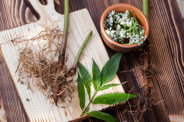 Valeriana roots, leaves and flowers. Collection and harvesting of plant parts for use in traditional and alternative medicine as a sedative and tranquilizer. Selective focus. Soft focus