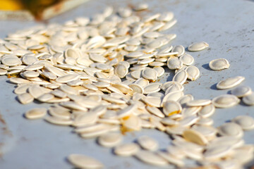 Defocus roasted Salty Pumpkin Seeds Ready to Eat. Pumpkin seeds on the blue background. Pumpkin seeds background. Out of focus