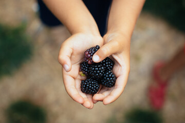 Gepfl&uuml;ckte Brombeeren in Kinderh&auml;nden