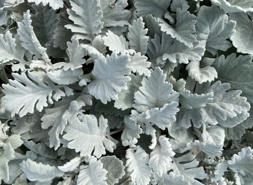 closeup of dusty miller plants (Senecio cineraria)