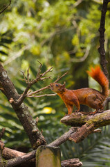 squirrel on a tree