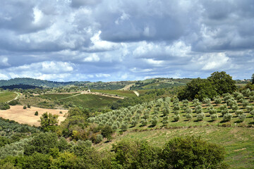 Fototapeta na wymiar Agricultural landscape with olive and vine plantations in Tuscany