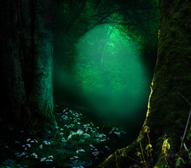 Shining light in fairytale forest. Dark magical woods, Old trees, white forest flowers, branches, foliage 